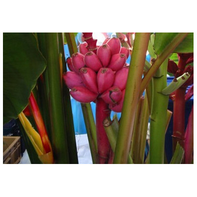 MUSA velutina "Pink Velvet Banana" 4 semena