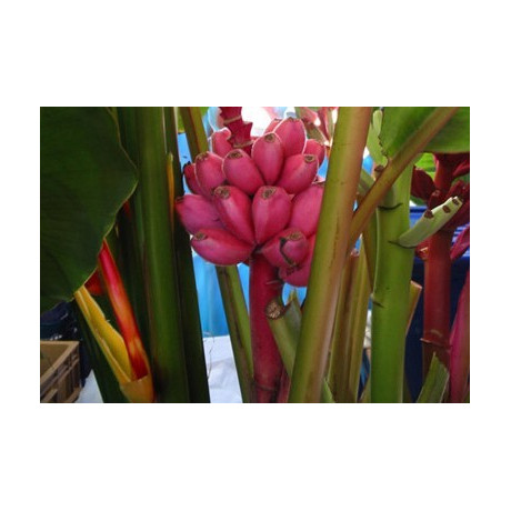 MUSA velutina "Pink Velvet Banana" 4 semena
