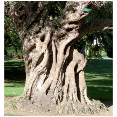 OLEA europaea 5 semen