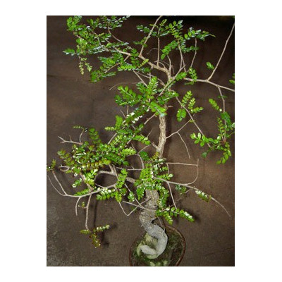 OPERCULICARYA decaryi "Sloní strom" 3 semena