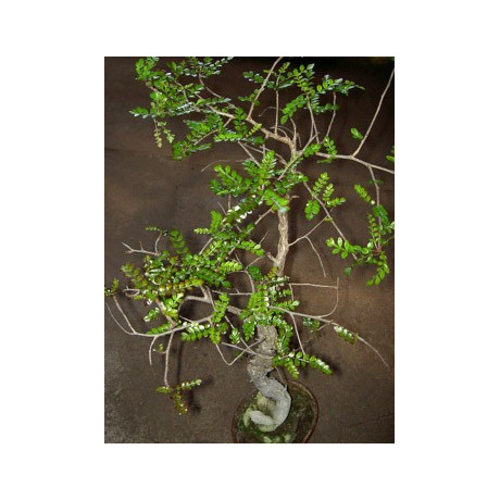 OPERCULICARYA decaryi "Sloní strom" 3 semena