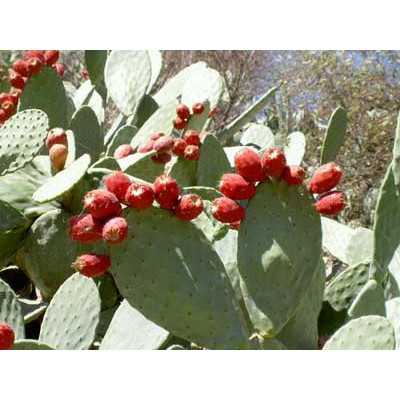 OPUNTIA ficus indica 10 semen