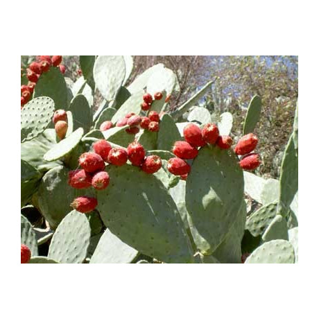 OPUNTIA ficus indica 10 semen