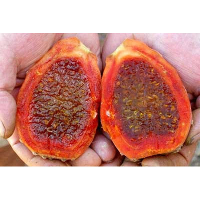 OPUNTIA ficus indica 10 semen