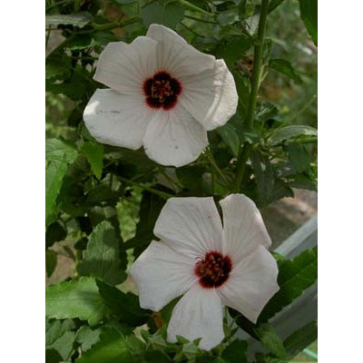 PAVONIA brasiliensis 10 semen