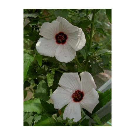 PAVONIA brasiliensis 10 semen