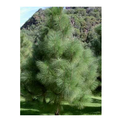 PINUS canariensis 5 semen