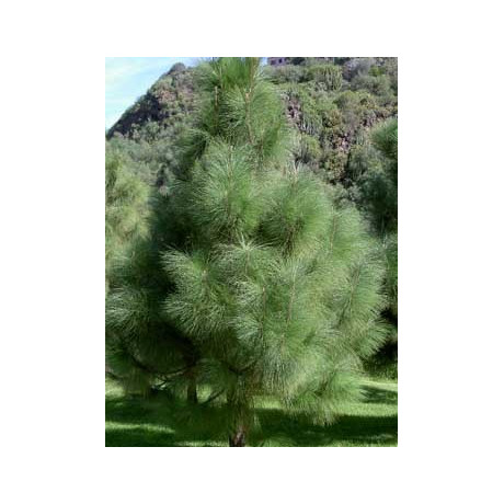 PINUS canariensis 5 semen