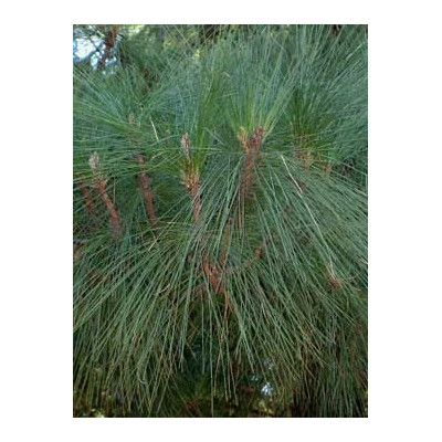 PINUS canariensis 5 semen