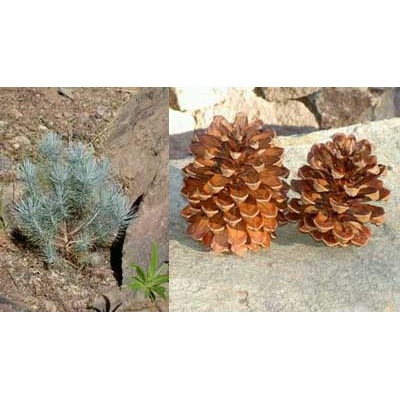 PINUS canariensis 5 semen