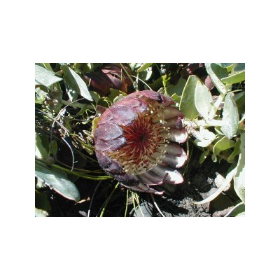 PROTEA amplexicaulis "Clasping leaf Sugarbush" 4 semena
