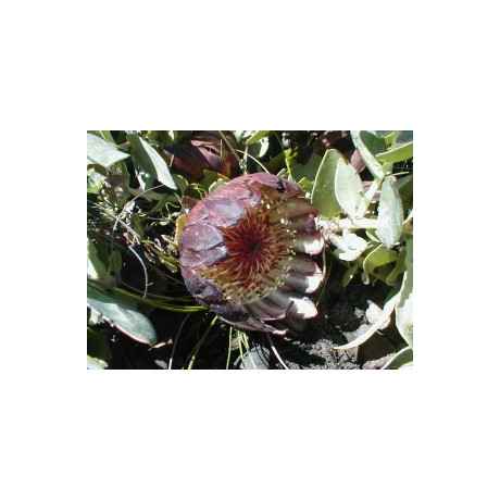 PROTEA amplexicaulis "Clasping leaf Sugarbush" 4 semena