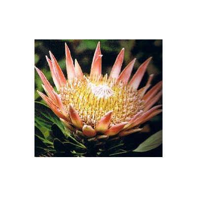 PROTEA cynaroides "King Protea" 3 semena
