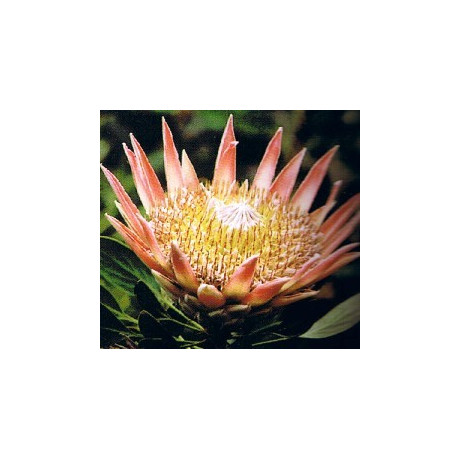 PROTEA cynaroides "King Protea" 3 semena