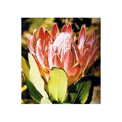 PROTEA eximia 3 semena