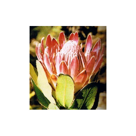 PROTEA eximia 3 semena
