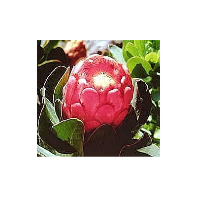 PROTEA grandiceps "Princess Protea" 4 semena