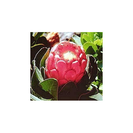 PROTEA grandiceps "Princess Protea" 4 semena