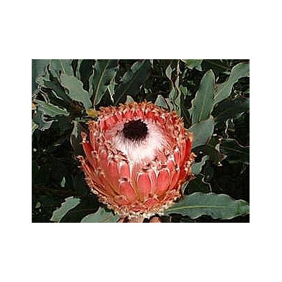 PROTEA magnifica "Queen Protea" 3 semena