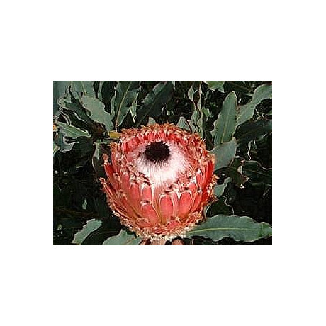 PROTEA magnifica "Queen Protea" 3 semena