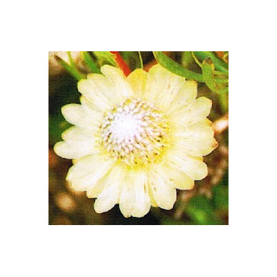 PROTEA scolymocephala 4 semena