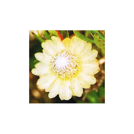 PROTEA scolymocephala 4 semena
