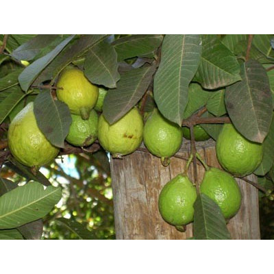 PSIDIUM guajava 10 semen