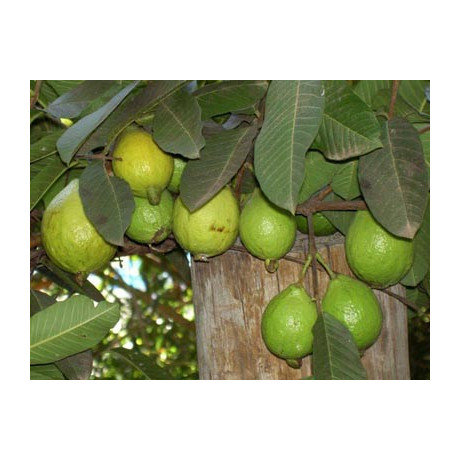 PSIDIUM guajava 10 semen