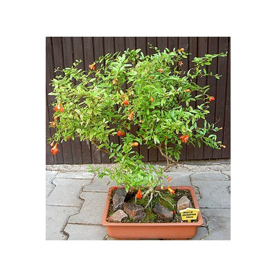 PUNICA granatum nana 15 semen