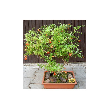 PUNICA granatum nana 15 semen