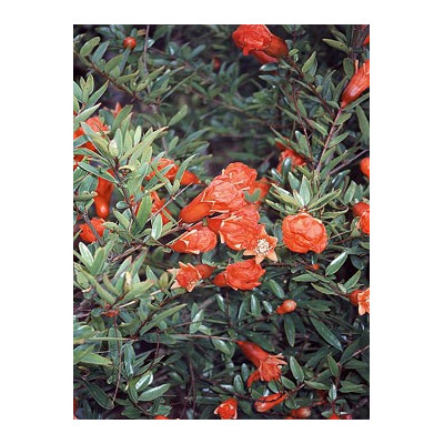 PUNICA granatum"Granátové jablko" 15 semen