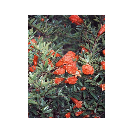 PUNICA granatum"Granátové jablko" 15 semen