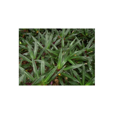 RHOEO discolor 4 semena