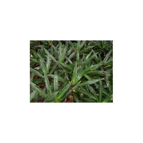 RHOEO discolor 4 semena