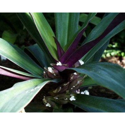 RHOEO discolor 4 semena