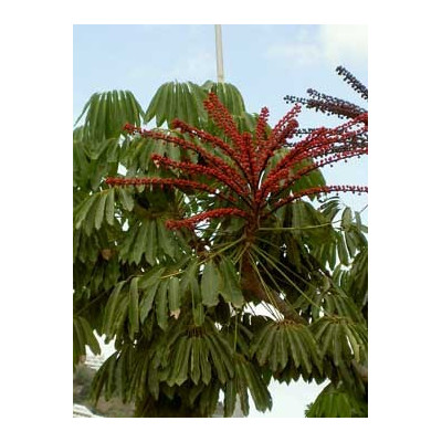 SCHEFLERA actinophylla 10 semen