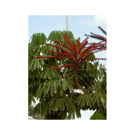 SCHEFLERA actinophylla 10 semen