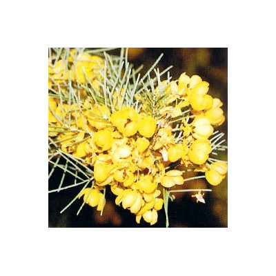 SENNA artemisioides "Silver Cassia" 10 semen