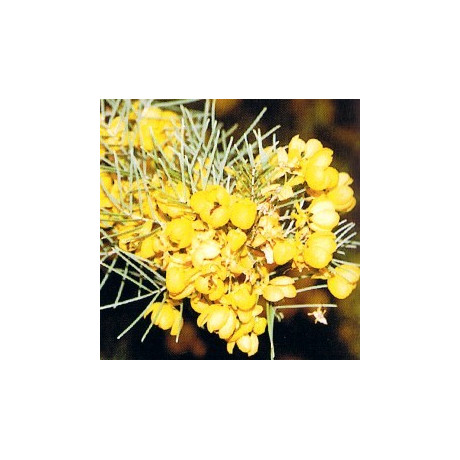 SENNA artemisioides "Silver Cassia" 10 semen