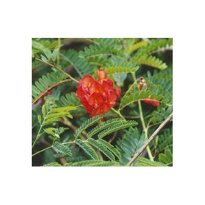 SESBANIA sesban 5 semen