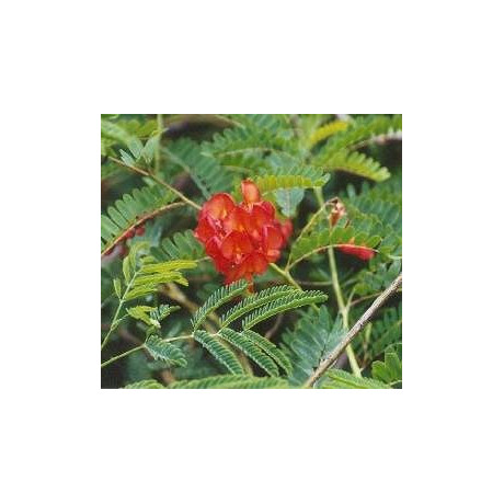 SESBANIA sesban 5 semen