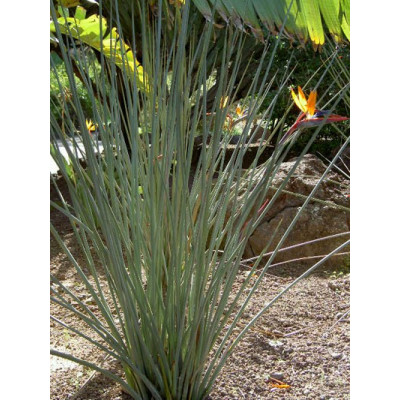 STRELITZIA juncea 2 semena  Nyní výhodnější cena !
