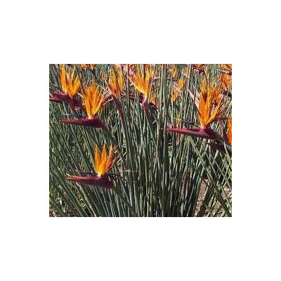 STRELITZIA juncea 2 semena  Nyní výhodnější cena !