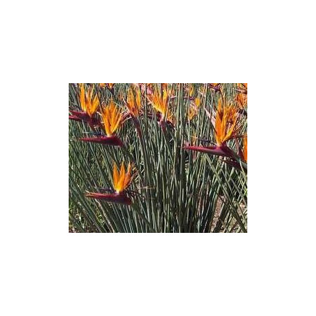 STRELITZIA juncea 2 semena  Nyní výhodnější cena !