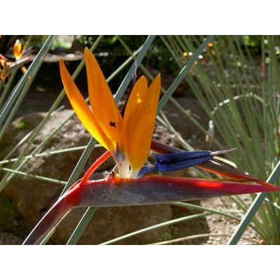 STRELITZIA juncea 2 semena  Nyní výhodnější cena !