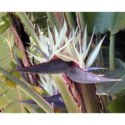 STRELITZIA nicolai "White Bird of Paradise" 5 semen