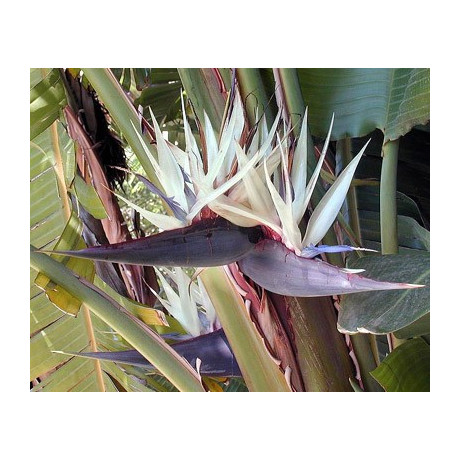 STRELITZIA nicolai "White Bird of Paradise" 5 semen