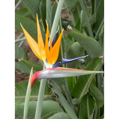 STRELITZIA reginae "Orange Bird of Paradise"  5 semen