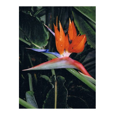 STRELITZIA reginae "Orange Bird of Paradise"  5 semen