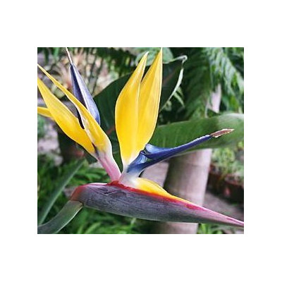 STRELITZIA reginae Mandela´s Gold "Yellow Bird of Paradise" 1 s